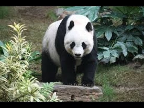 panda antivirus for mac free
